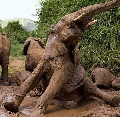 Cartea Junglei: Ce fac animalele atunci când nu le vede nimeni - GALERIE FOTO