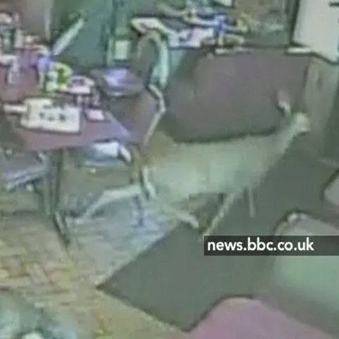 O căprioară a dat buzna într-un restaurant din Statele Unite
