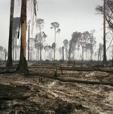 Earth Alert: Un răspuns fotografic la schimbările climatice