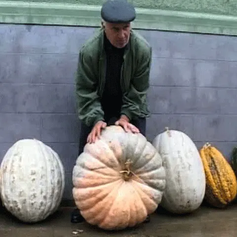 O familie din Hunedoara cultivă legume şi fructe gigantice - VEZI VIDEO