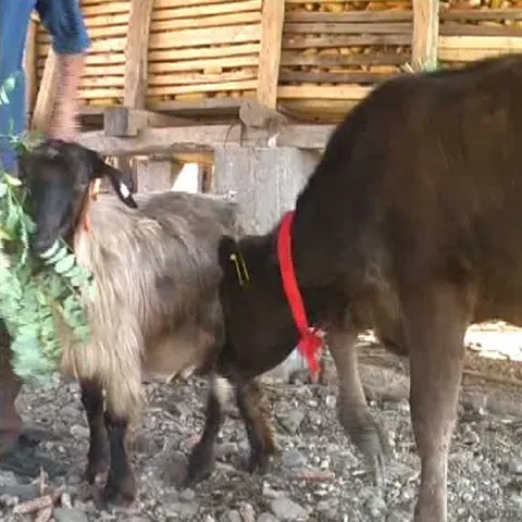 O văcuţă dintr-o localitate din Mehedinţi a fost adoptată de o capră