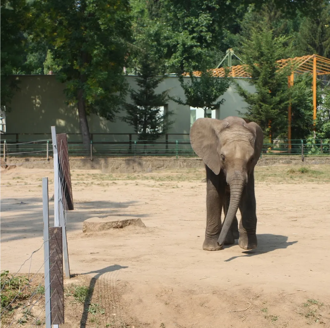 Un pui de elefant orfan din Ungaria şi-a găsit o nouă mămică în Franţa