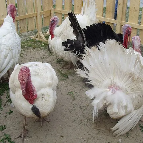 Primele cazuri suspecte de gripă porcină transmisă de la om la curcani au apărut în Canada