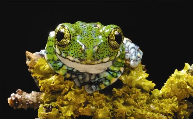 Cele mai bune fotografii de la competiţia fotografică Darwin 200