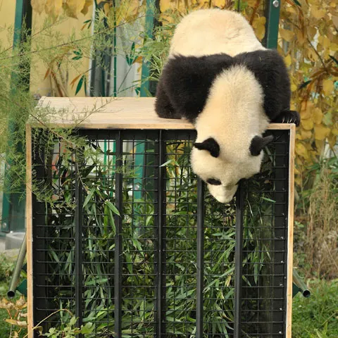 Fu Long, singurul pui de panda din Europa, nu poate fi convins să urce în cuşca de transport pentru China