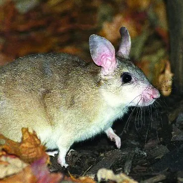 Aproape 36% din speciile de pe Pământ sunt ameninţate cu dispariţia, potrivit Listei Roşii