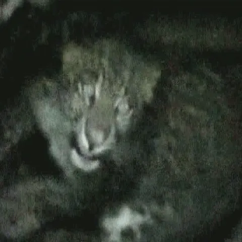 Oamenii dintr-un sat din India au salvat un leopard căzut într-o fântână 