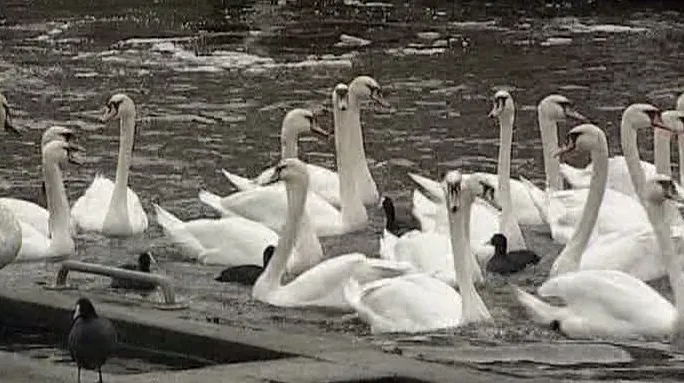 Lebedele din Hamburg au fost pregătite de mutarea pe timp de iarnă