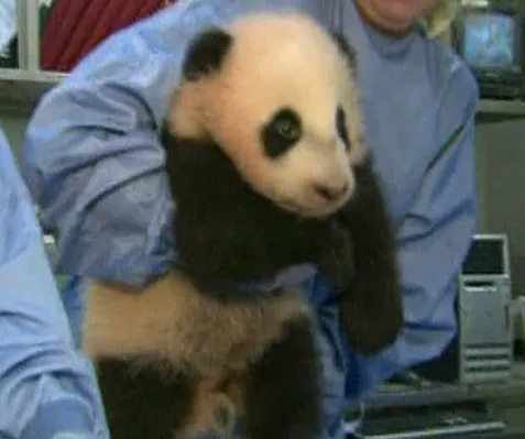 Un pui de Panda, născut la grădina zoologică din San Diego, a fost botezat Fiul norului