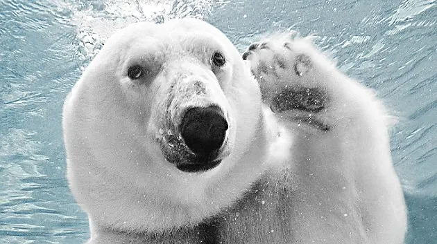 Ursul polar care salută cu lăbuţa - VEZI FOTO