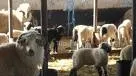 Ciobanul sibian care arunca leşuri de animale pe câmp a fost amendat 
