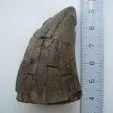 Măsea de mamut preistoric descoperită în Alba Iulia
