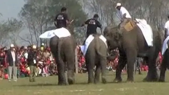 Elefanţii joacă sporturi de echipă la Katmandu, în Nepal