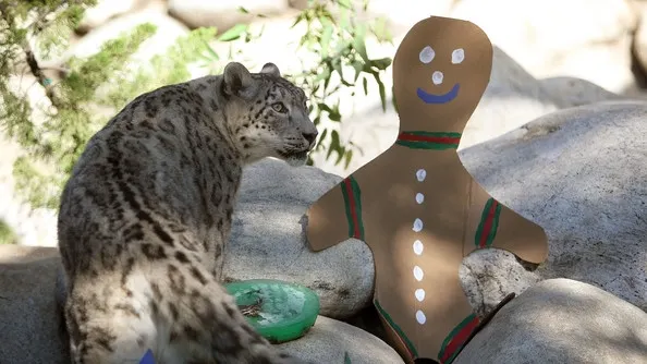 Crăciunul a venit mai repede pentru doi pui de leopard al zăpezii