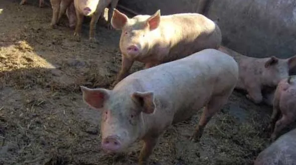 Vânzările de porci merg greu la târgurile din Braşov