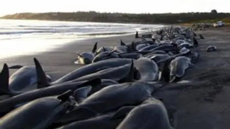 125 de balene au murit pe plajele din Noua Zeelandă