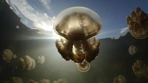 Înmultirea meduzelor poate afecta turismul / FOTO: telegraph.co.uk