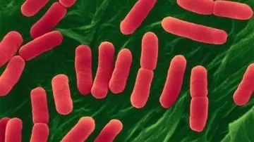 Înspăimântător: o bacterie rezistentă la toate antibioticele, descoperită la un bărbat,în Danemarca