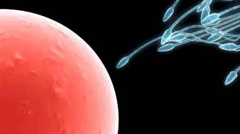 O proteină numită SLC9C1 ajută spermatozoizii să înoate