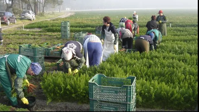 800 de locuri de muncă pentru români în Spania. Ce SALARII se oferă