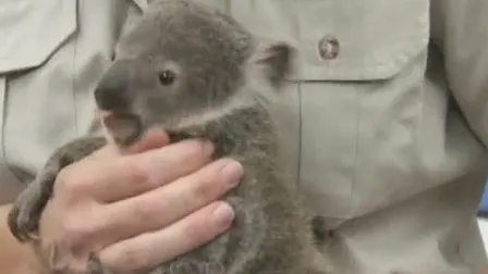 Un ursuleţ koala a făcut spectacol într-un spital din Australia