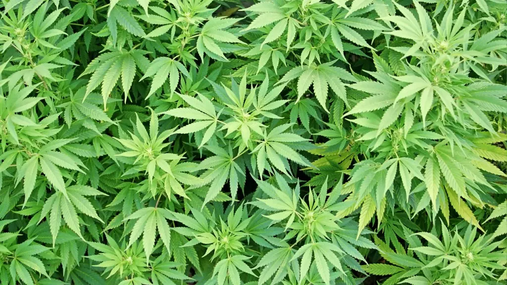 SURPRIZĂ într-un dosar de trafic de droguri. Doctorandul care verifica culturile de cannabis