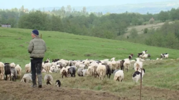 Tragedie la o stână din Bacău