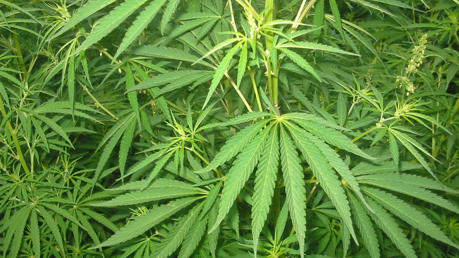 Capitala SUA a spus "da" în referendumul asupra legalizării consumului de canabis în scop recreativ