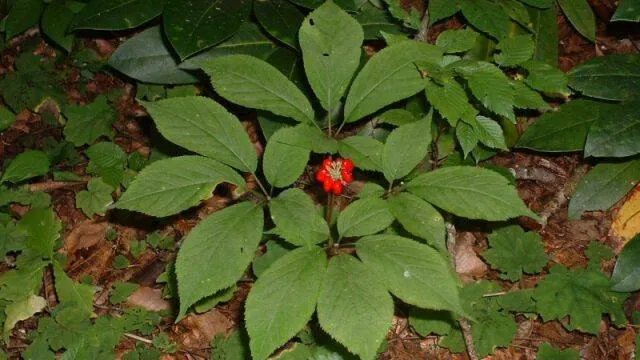 Ginseng, planta minune pentru organism 
