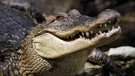 Un crocodil aflat într-un avion a devenit agresiv. Ce a urmat este ÎNGROZITOR