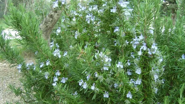 Solutii pentru a scapa de tantari! Iata plantele care alunga tantarii