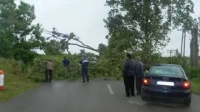 Ce probleme sunt în trafic, luni dimineața. Un TIR a derapat, un copac a căzut pe un drum național