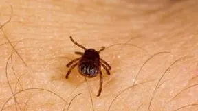 ADEVĂRUL despre produsele împotriva CĂPUŞELOR. Ce spun specialiştii
