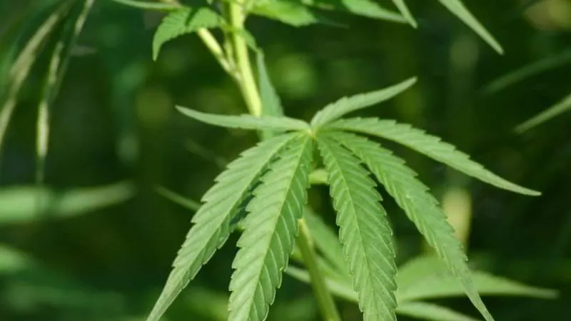 "CÂNEPA este o plantă tradiţională a românilor". Motivări HALUCINANTE ale magistraţilor