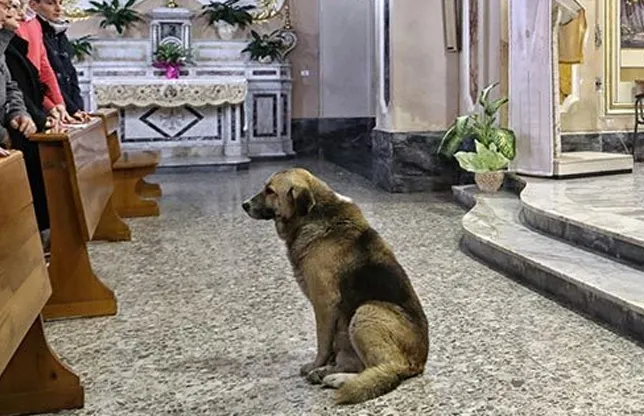 Câinele care vine ZILNIC la biserică şi motivul SFÂŞIETOR pentru care face asta