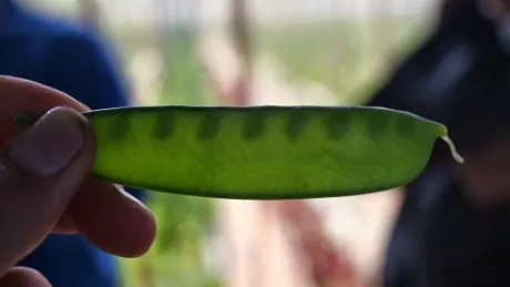 "Caviarul vegetal", mazărea care se vinde cu 700 de dolari kilogramul