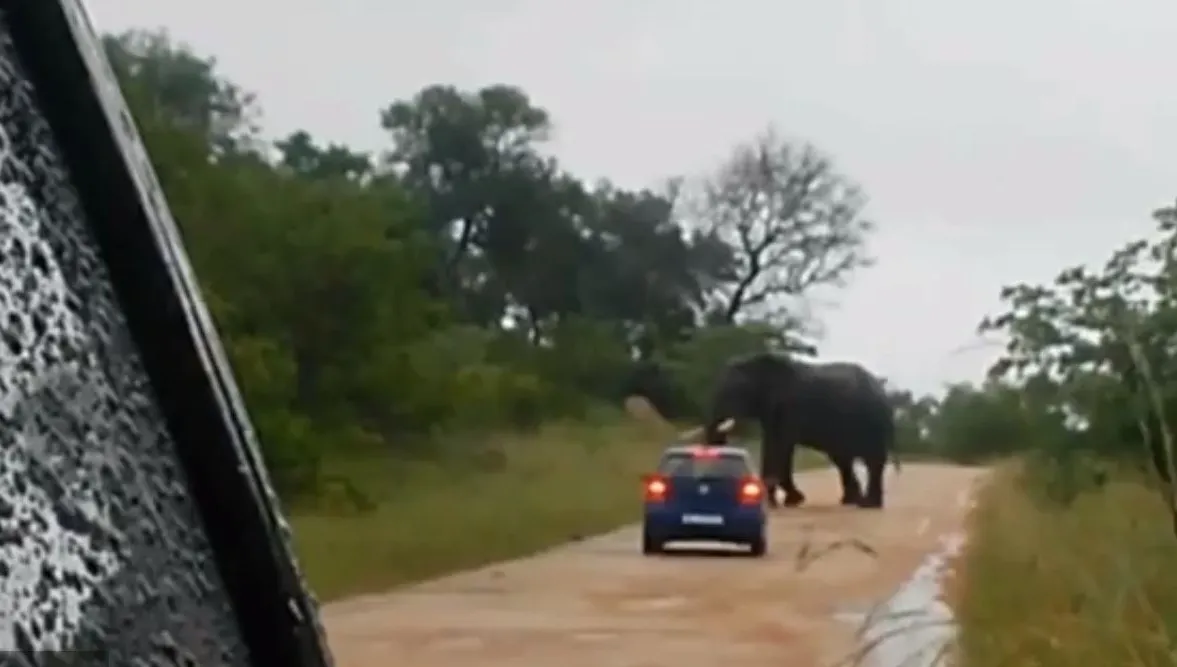 Au filmat un elefant în sălbăticie. Scena îngrozitoare care a urmat a ŞOCAT întreaga lume