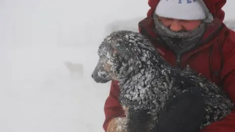 Câinii de la adăpostul Glina, în pericol de îngheţ. Situația e disperată!