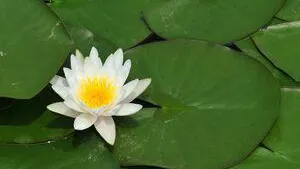 Din grădina botanică regală a fost furat cel mai mic nufăr din lume 