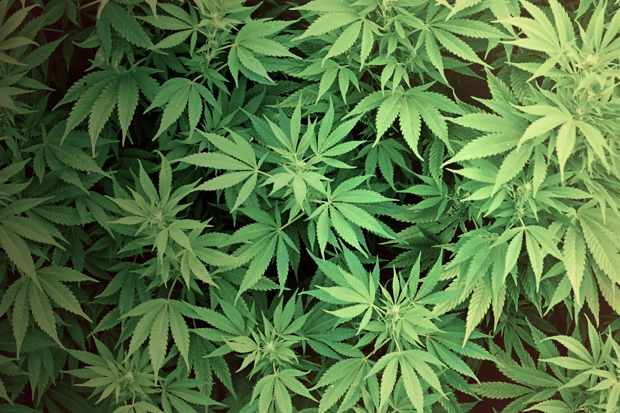 Efectul neaștepatat al consumului de marijuana