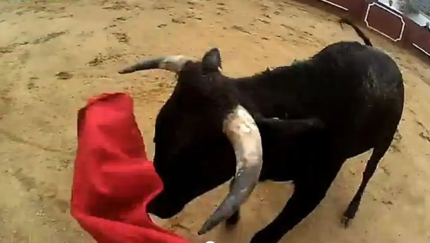 MOMENT DRAMATIC: O tânără, aruncată câţiva metri în aer de un taur