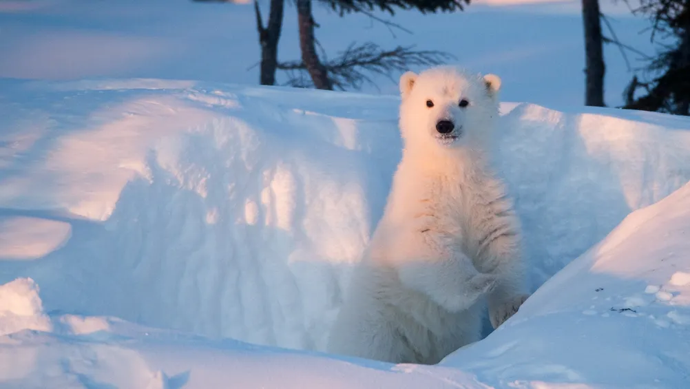 Un pui de urs polar topeşte inimile canadienilor. IMAGINI EMOŢIONANTE