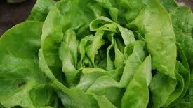 Doctor Menci: "Atenţie la SALATA VERDE din piaţă!"
