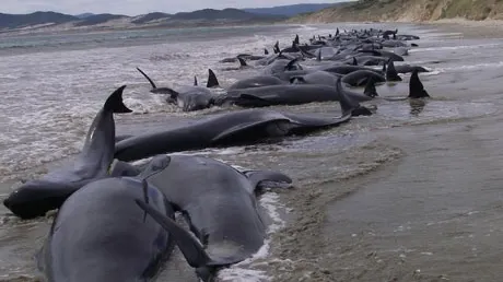 Noua Zeelandă: 39 de balene au murit după ce au eșuat pe o plajă