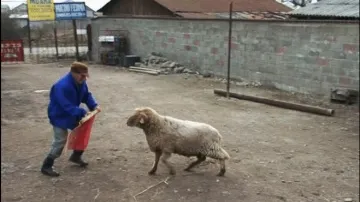 Ideea trăsnită a "ŢĂRANULUI SĂRAC" din Vrancea. Nici spaniolii nu s-au gândit la asta! 