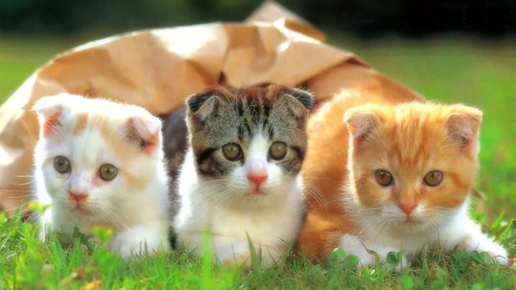 Insula pe care trăiesc mai multe feline decât oameni