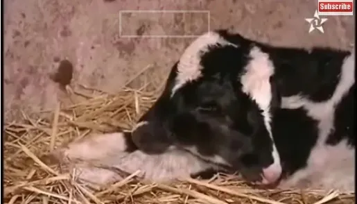 A rămas surprinsă când a văzut cum s-a născut un VIŢEL: "E opera lui Dumnezeu"