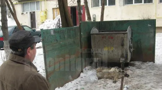 Mai mulţi câini maidanezi au fost ucişi: "Unii le dau mâncare, alţii îi otrăvesc!"