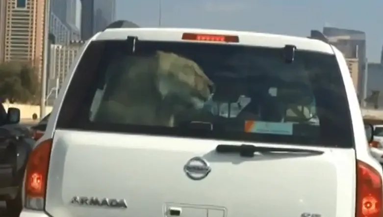 A oprit la stop, în mijlocul oraşului. A ÎNLEMNIT când a văzut ce se află în maşina din faţa lui
