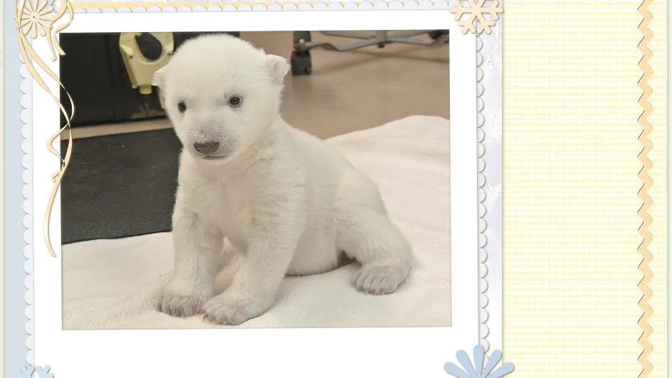 Debut FANTASTIC la Zoo Toronto: cum se joacă în zăpadă un PUI de URS POLAR de 3 luni